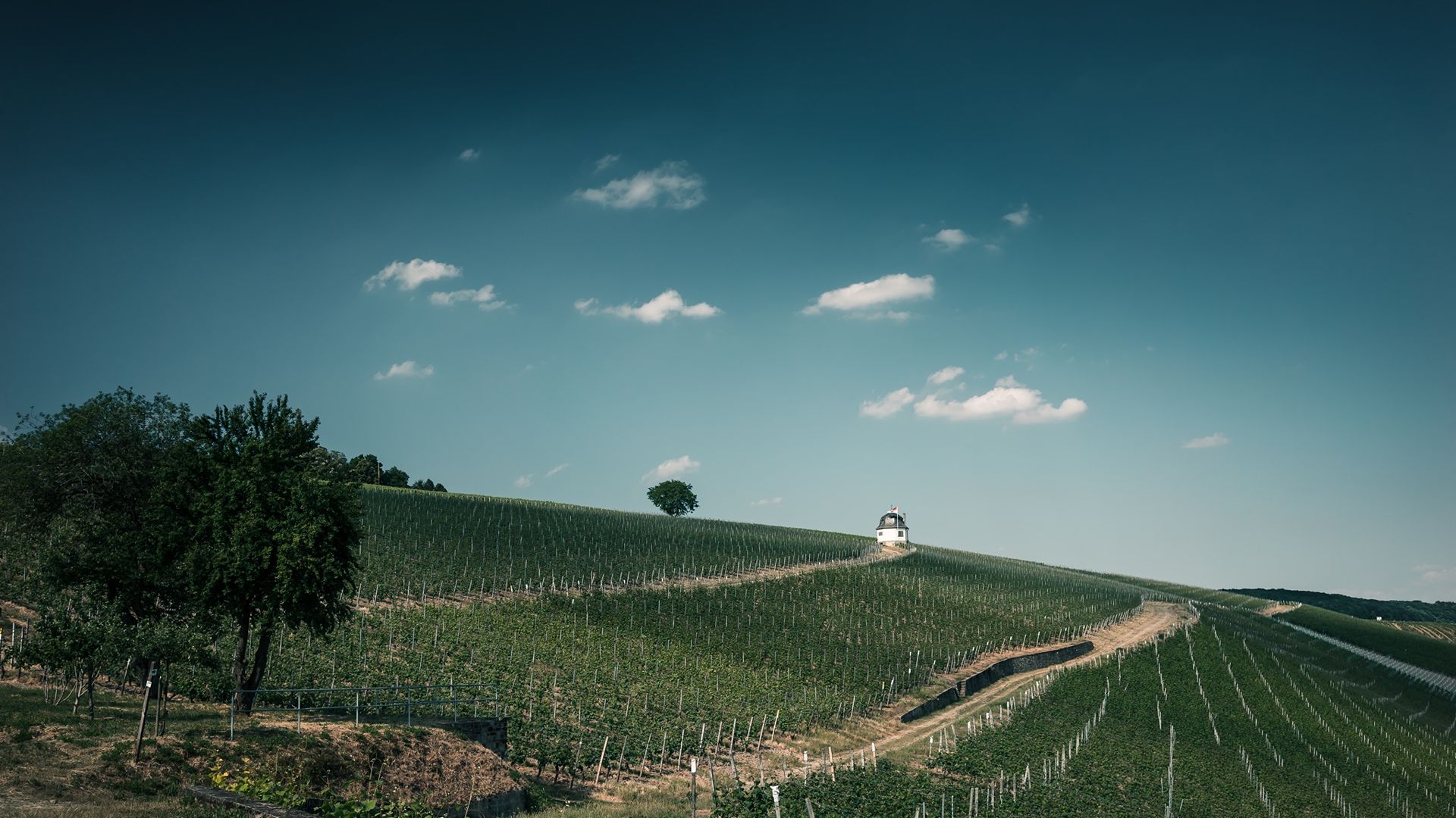WineryHicks_Weinberge_Rauenthal