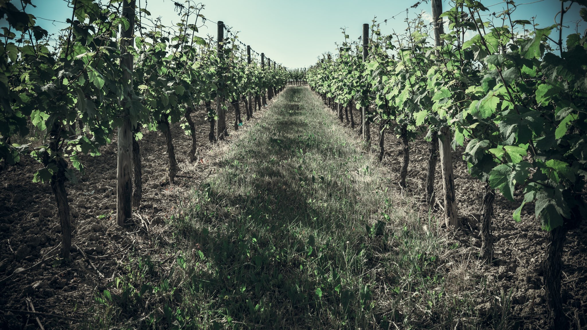 Blick auf eine Zeile mit Rebstöcken der Winery J. Hicks im Rauenthaler Wülfen - Rheingau